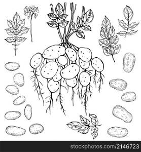 Hand drawn potato plant.Vector sketch illustration.. Potato plant.Vector sketch illustration.