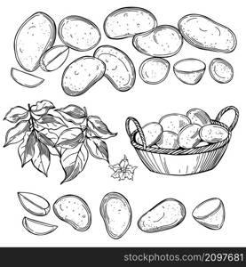 Hand-drawn potato set. Potato tubers and leaves. Vector sketch illustration.. Sketch potato tubers and leaves.