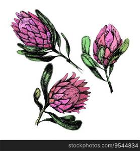 Hand-drawn Protea pink flowers illustrations. 3 bud King African flower for decorating invitations, wedding cards, design for Valentine s and Mother’s Day. Spring and summer decor