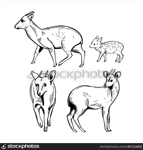 Hand-drawn  Pudu  Pudu mephistophiles . Vector sketch  illustration..  Pudu. Sketch  illustration.