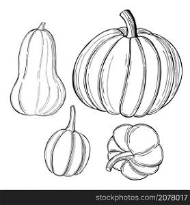 Hand drawn pumpkins on white background. Vector sketch illustration. . Sketch vegetables. Vector illustration