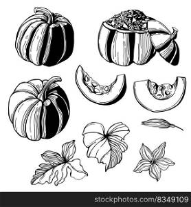 Hand-drawn pumpkins with flowers and leaves. Vector sketch  illustration. . Pumpkins. Sketch  illustration. 
