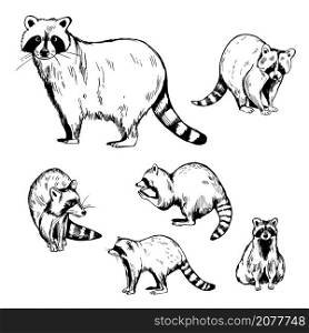 Hand drawn raccoons. Vector sketch illustration. . Raccoons. Vector illustration.