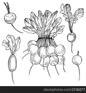 Hand drawn radish on white background. Vector sketch illustration.