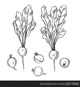 Hand drawn radish on white background. Vector sketch illustration. . Sketch vegetables. Vector illustration