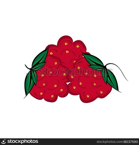 Hand drawn raspberries berries close up. Three vector crimson berries. Hand painted.. Hand drawn raspberries berries close up.