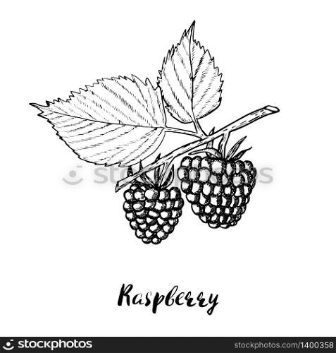 Hand drawn raspberry branch with berries and leaves isolated on white background. Retro style engraving sketch. Vector illustration for eco food design. Hand drawn raspberry background. Retro sketch style vector eco food illustration