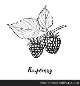 Hand drawn raspberry branch with berries and leaves isolated on white background. Retro style engraving sketch. Vector illustration for eco food design. Hand drawn raspberry background. Retro sketch style vector eco food illustration