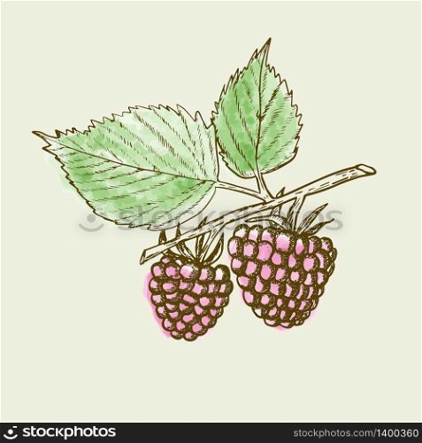 Hand drawn raspberry branch with berries and leaves on beige background. Retro style engraving sketch. Vector illustration for eco food design. Hand drawn raspberry background. Retro sketch style vector eco food illustration