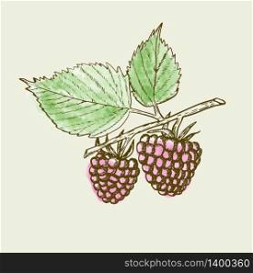 Hand drawn raspberry branch with berries and leaves on beige background. Retro style engraving sketch. Vector illustration for eco food design. Hand drawn raspberry background. Retro sketch style vector eco food illustration