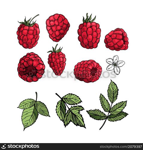 Hand drawn raspberry on white background. Fruits, flowers, leaves. Vector sketch illustration . Hand drawn berry. Raspberry. Vector sketch illustration