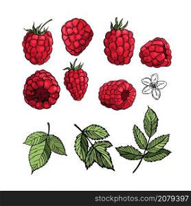 Hand drawn raspberry on white background. Fruits, flowers, leaves. Vector sketch illustration . Hand drawn berry. Raspberry. Vector sketch illustration