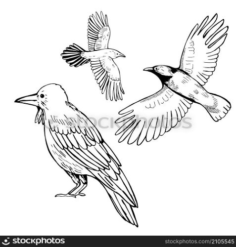 Hand drawn raven on white background. Vector sketch illustration.