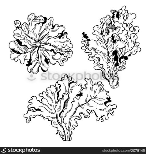 Hand drawn red oak lettuce. Vector sketch illustration