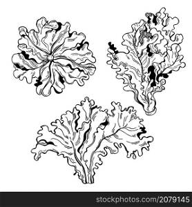 Hand drawn red oak lettuce. Vector sketch illustration