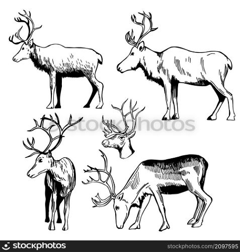 Hand-drawn reindeer set. Vector sketch illustration.. Reindeer. Sketch illustration.