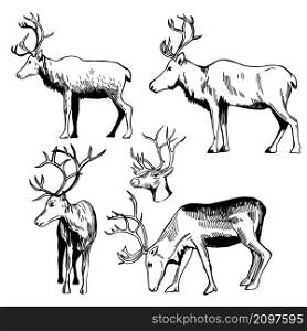 Hand-drawn reindeer set. Vector sketch illustration.. Reindeer. Sketch illustration.