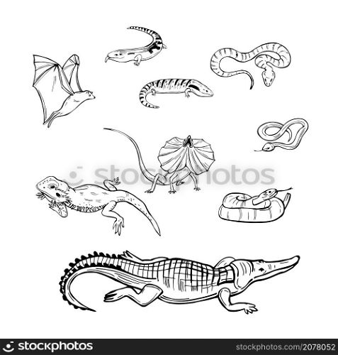 Hand drawn reptiles australia. Snakes, lizards. Vector sketch illustration.. Reptiles australia. Vector illustration.