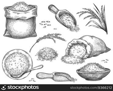 Hand drawn rice flour. Retro engraving cereal spikelets of wheat, rye, barley, basmati or jasmine rice. Grains in sack and scoop vector set. Illustration rice engraving meal, collection heap seeds. Hand drawn rice flour. Retro engraving cereal spikelets of wheat, rye, barley, basmati or jasmine rice. Grains in sack and scoop vector set