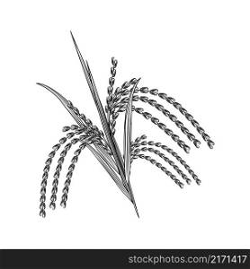 Hand drawn rice grain isolated on white background. Rice ear engraving vintage style. Vector illustration. Hand drawn rice grain isolated on white background. Rice ear engraving vintage style.