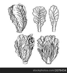 Hand drawn romaine lettuce. Romano salad. Vector sketch illustration.