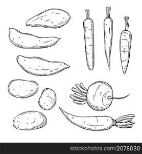 Hand drawn root vegetables on white background.Carrots, potatoes, sweet potatoes. Vector sketch illustration. . Sketch vegetables. Vector illustration
