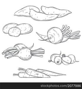 Hand drawn root vegetables on white background. Vector sketch illustration. . Hand drawn root vegetables.