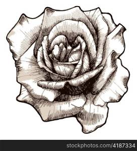 hand drawn rose vector illustration