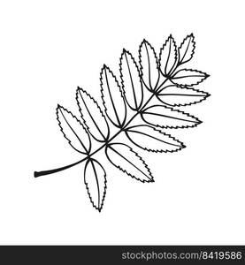 Hand drawn rowan leaf outline. Line art style isolated on white background.