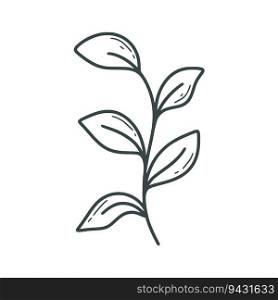 Hand drawn rustic leafy twig. Branch with leaves doodle sketch style. Simple ink line herb, isolated vector illustration. Hand drawn rustic leafy twig