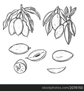 Hand drawn sapodilla fruits on white background.Vector sketch illustration.. Tropical fruits. Vector illustration