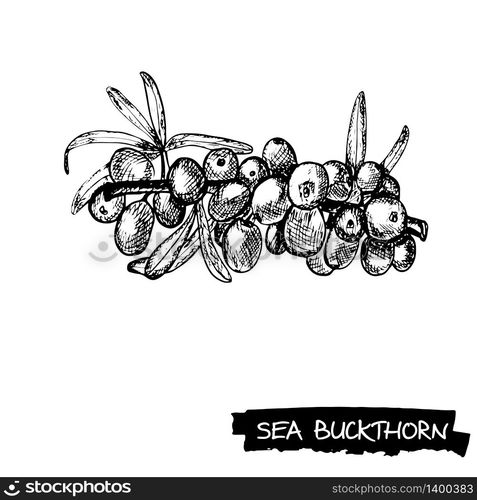 Hand drawn sea buckthorn branch isolated on white background. Vector sketch illustration in engraving style. Super food collection. Hand drawn sea buckthorn