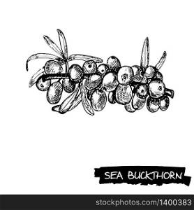 Hand drawn sea buckthorn branch isolated on white background. Vector sketch illustration in engraving style. Super food collection. Hand drawn sea buckthorn