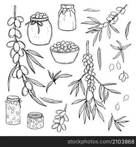 Hand drawn sea buckthorn set. Branches with berries. Jars of sea buckthorn jam. Vector sketch illustration.. Hand drawn sea buckthorn set. Vector sketch illustration.
