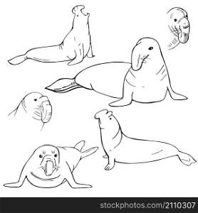 Hand drawn sea Elephant. Vector sketch illustration.