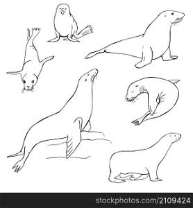 Hand drawn sea lion. Vector sketch illustration.