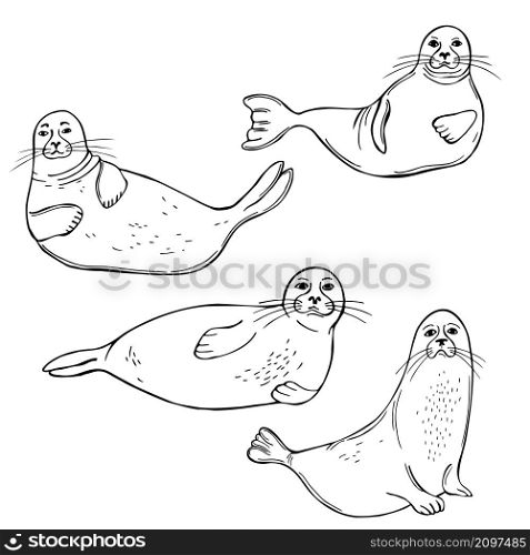 Hand drawn seals. Vector sketch illustration. . Seals. Vector illustration.