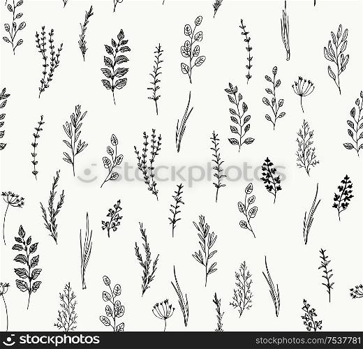 Hand drawn seamless pattern of culinary herb. Hand drawn set of culinary herb. Basil and mint, rosemary and sage, thyme and parsley. Food design logo elements. culinary herbs set