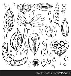 Hand drawn seedpods. Vector sketch illustration.. Hand drawn seedpods.