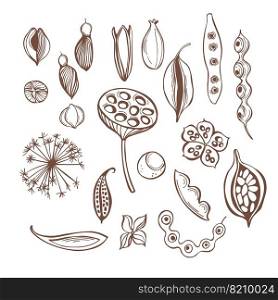Hand-drawn seedpods. Vector sketch  illustration.. Seedpods. Sketch  illustration.