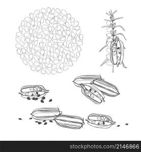 Hand drawn Sesame plant. Vector sketch illustration