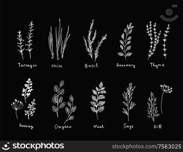 Hand drawn set of culinary herb. Basil and mint, rosemary and sage, thyme and parsley. Food design logo elements. Hand drawn set of culinary herb. Basil and mint, rosemary and sage, thyme and parsley. Food design logo