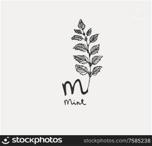 Hand drawn set of culinary herb. Basil and mint, rosemary and sage, thyme and parsley. Food design logo elements. Hand drawn set of culinary herb. Basil and mint, rosemary and sage, thyme and parsley. Food design logo