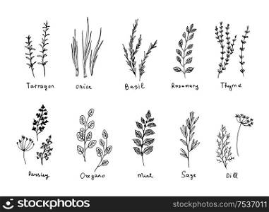 Hand drawn set of culinary herb. Basil, mint, rosemary, sage, thyme, parsley, oregano, onion. Food design logo elements. culinary herbs set