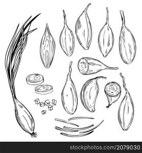 Hand drawn shallot onion (Allium ascalonicum). Vector sketch illustration.. Shallot onion. Vector sketch illustration.