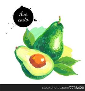 Hand drawn sketch acrylic watercolor painting on white background. Vector illustration of fruit avocado 