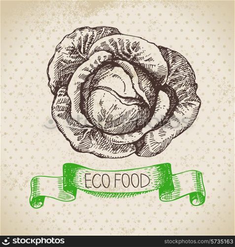 Hand drawn sketch cabbage vegetable. Eco food background.Vector illustration