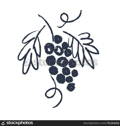 Hand drawn sketch. Grape. Vector illustration on a white background.. Hand drawn vine. Drawing the sketch. Vector illustration.