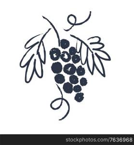Hand drawn sketch. Grape. Vector illustration on a white background.. Hand drawn vine. Drawing the sketch. Vector illustration.