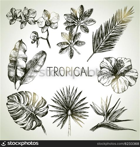 Hand drawn sketch tropical plants set. Vector illustrations